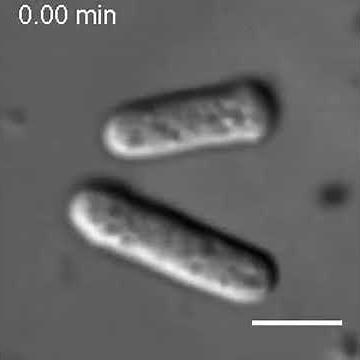 Creation of protoplasts from cells growing in hypertonic conditions