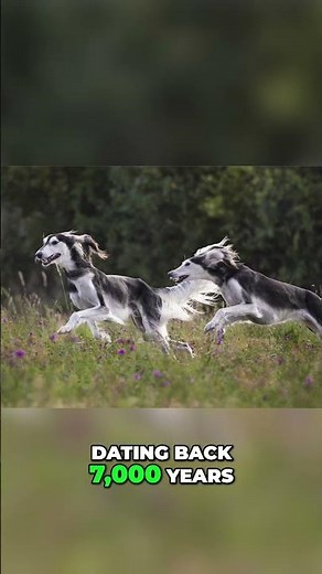 Salukis: Ancient Egyptian Dog Breed's Incredible History #shorts