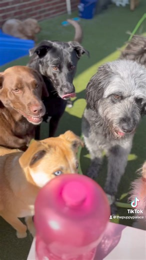 This is how our Thursday is going!!!! These pups are having a BLAST!☀️ | The Puppy Palace Doggie Day Care
