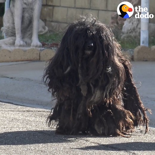 Watch this matted dog transform into the happiest tiny pup 💞 | The Dodo