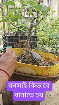 How to make bonsai at home ? #bonsai #ficusbonsai #bonsaicare ‎⁨@BonsaiArtsAndOrganics⁩