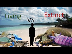 Turtles and Tortoises Size Comparison Living Extinct