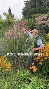 58 reactions | Pink Pampas Grass can be planted from now …sturdy ,tough and lasts forever. Available in webshop https://pergolanurseries.ecwid.com ALL IRELAND DELIVERY  WEBSHOP https://pergolanurseries.ecwid.com Pergola Nurseries Garden Corner,Virginia,Co Cavan A gardeners oasis of quality plants Open Tuesday to Saturday 10.30-6 Open Sundays 2-6 | Pergola Nurseries Garden Corner | Facebook