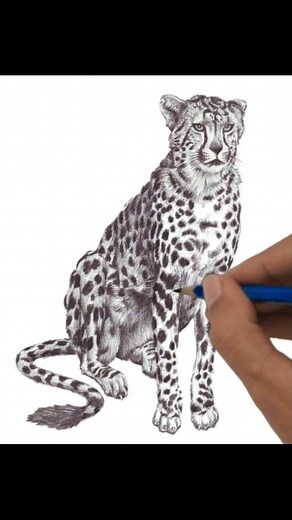 69K views · 2.1K reactions | King of Cheetah ... | DRAWING PENCIL | Facebook