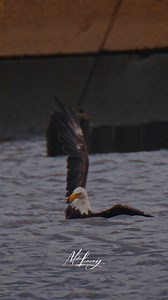 304K views · 16K reactions | I watched as this Bald Eagle risked drowning to catch a fish and it was incredible! This is one of our local eagles we call “Fred”. I know it was him because he is one of the few eagles locally that still has a blue NY band on his feet. Fred is 27 years old, which is quite old for a wild Bald Eagle. Glad to see Fred still has it! | Mike Lemery Films | Facebook