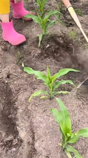 removing weeds around young corn stalks using a garden hoe and tilling soil for better cultivation