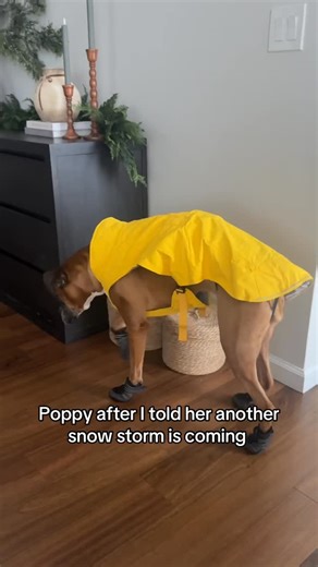 Princess Poppy | She said "immediately no" 🤣 #dogtok #snowstorm #doglover #boxerdog #dogmom | Instagram