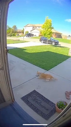 111K views · 1.8K reactions | This unbelievable moment was captured...