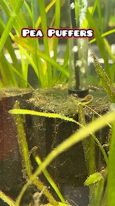 84K views · 583 reactions | Pea puffers may be tiny, but their...