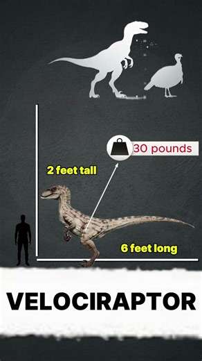 Jurassic Park :Velociraptor: Small Body, Deadly Brain#lifeonearth #velociraptor#digitalart#dinosaur