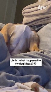 339K views · 3.7K reactions | Was actually a bit concerned there for a sec  #afv #dogs #funny | America's Funniest Home Videos | Facebook