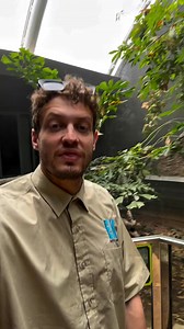 1.3K views | Creature of the day: The Crocodile Monitor 年 The...