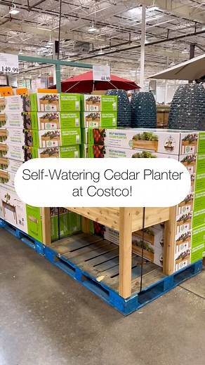 Laura Jayne Lamb on Instagram: "🪴 Cedar Self Watering Planter at Costco!!! Dimensions: 22”L x 48” x 30”H. This has a 6 gallon 💧 reservoir. Awesome deal for this!!! . #costco #plantlife #reels"