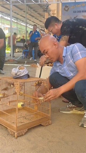 1.9M views · 19K reactions | Cách tắm chim chào mào đi thi của THÉP ae nghiện nhân đừng làm theo… | CÚ ĐẤM THÉP TV | Facebook