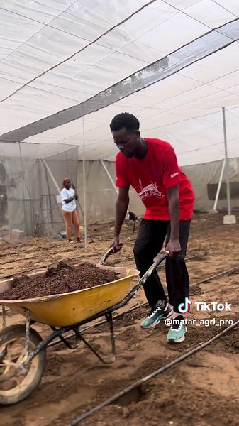Aujourd’hui, j’ai enrichi ma serre avec du compost naturel. 🌱 Un geste simple mais essentiel pour nourrir le sol, renforcer la structure et préparer les plantes à un bon développement. Le compost, c’est la vie du sol — rien ne se perd, tout se transforme pour donner plus de vigueur à la culture. 💪🌿