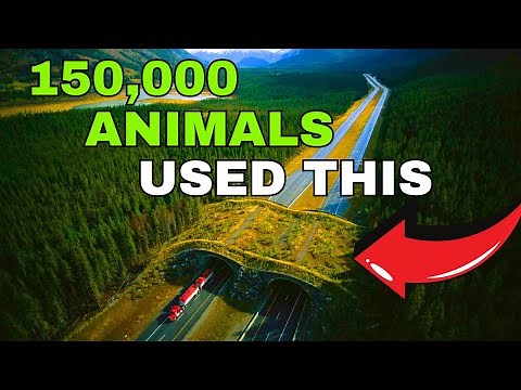 Wildlife Crossings are SAVING ANIMALS in this National Park