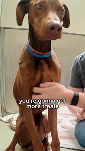 Watch his reaction when he’s told he’s a GOOD BOY for the first time..