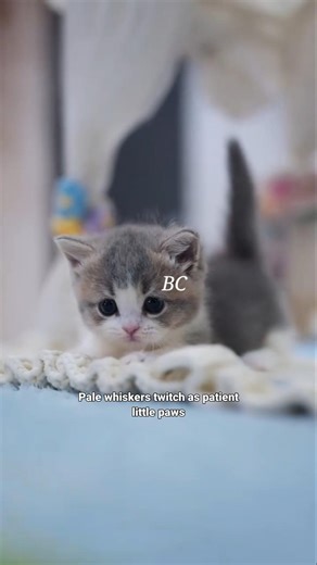 🐱 A Bundle of Fur & Love