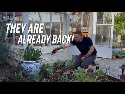 Fighting Back Against Our Garden Pests & Planting Foxgloves