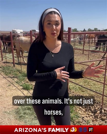 149K views · 2.7K reactions | As the Greer Fire continues to blaze through northern Arizona, a local rescue is stepping up to protect the animals of evacuees. Get the latest info on the fire at the LINK in the comments  #GoodDogRescue #GreerFire #wildfire #azfamily #arizona | azfamily 3TV CBS 5 | Facebook