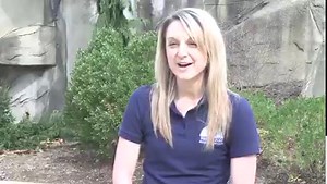 9.6K views · 466 reactions | Anya, Cleveland Metroparks Zoo’s female tiger cub, is doing well following a recent eye surgery. Tune in to learn about Anya’s journey, and the care she’s receiving by our team of animal care experts. | Cleveland Metroparks Zoo | Facebook