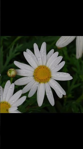 📸 Stunning Macro Photography with the Sony NEX-3N & Canon FD 50mm Macro! 🐝✨