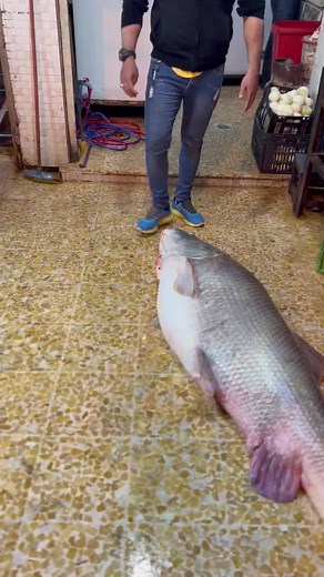 Preparing a Catfish: Cooking Tips and Techniques