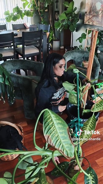 Transitioning My Dumb Cane From Water to Soil 🌿 Every plant has a season of becoming. Water gave this Dumb Cane a chance to heal, grow new roots, and prepare for what comes next. But water was never meant to be its forever home. Soil is where it will learn to stand on its own, grow stronger, and truly thrive. Growth isn't about staying where you're comfortable. It's about recognizing when it's time for the next chapter, even when it requires a little adjustment. Sometimes the biggest transforma