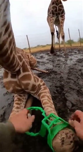 Hands Pulling Plastic in a Tight Muddy Pen