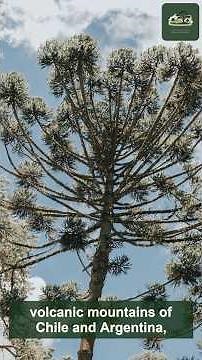 This 200 Million Year Old Tree Survived the Dinosaurs | Monkey Puzzle Tree #Shorts