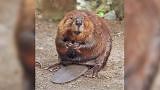 Fun facts about beavers and their ‘castor sacs’
