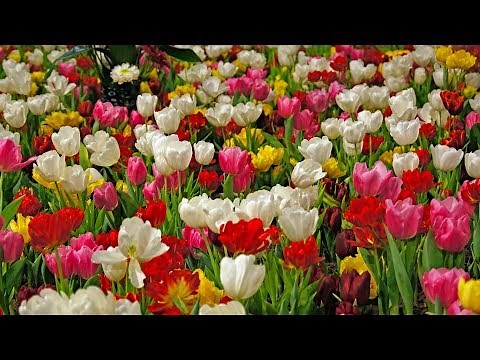 Beautiful Spring Scenes - Soft Music for Relaxation Meditation Study - Birds Chirping Sound Therapy