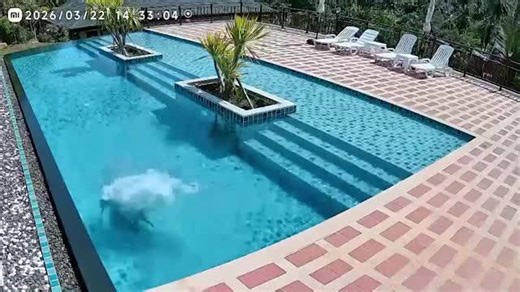Police hunt couple caught breaking into restaurant swimming pool in Thailand