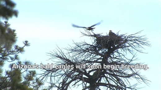 15K views · 144 reactions | Not only were bald eagles named the country’s official bird this week, but they’ll soon begin their breeding season here in Arizona! 礪 Want to help the eagles out? Keep your distance from nests and breeding areas to help their population grow. Some outdoor areas may also be closed off during this time. Read more about how closures benefit bald eagles during breeding season: https://bit.ly/4gOLfuK | Arizona Game & Fish Department | Facebook