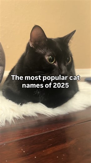 Most popular cats names of 2025 #catname #cattrend #catparent | Meowplifier