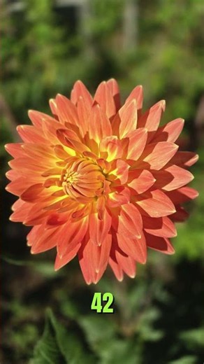 Some facts about Dahlia #shorts
