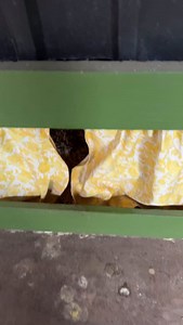 I was just rejoicing that Priscilla gave up her broodiness after 4 weeks… then this!😂. You can imagine the drama now when the other girls want to lay in this box 🤦🏻‍♀️. #aussiechickens #herechookchook #cottagegarden #freerangechickens #poules #galline #höns #hühner #galinhas | Herechookchook