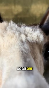 An Jennifer aka Jenny： ❤️😁 #alpaka #jennifer | tre alpacas