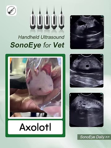 Scan on a rare and precious pregnant axolotl using CHISON handheld ultrasound SonoEye! Check out its performance in the video! | CHISON Ultrasound Manufacturer