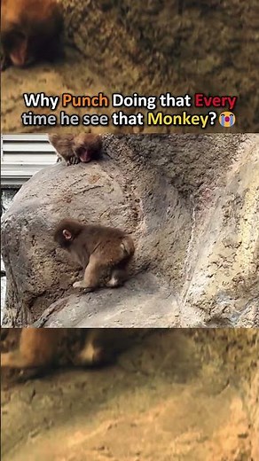 Why Baby Punch Can't Resist This Monkey😂🐒 #shorts