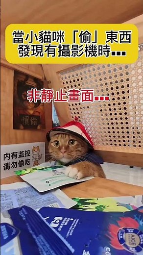 當小貓咪「偷」東西發現有攝影機時...🙀 #cat #catvideo #cute #cutecat #catshorts #funnycats