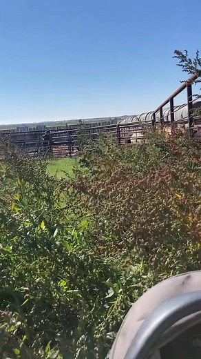 On Monday we shipped these Pretty Ladies! Each of these ladies were born on our Ranch in Spring in of 2020. Each of the girls had a heifer that was “theirs”. The kids helped us weigh them and off on the truck -------------- https://amzn.to/4nNbq8f | Meyers Ranch Beef | Facebook