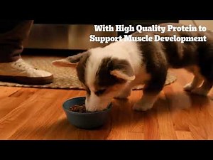Pedigree Puppy Food: Complete Nutrition for Growing Puppies