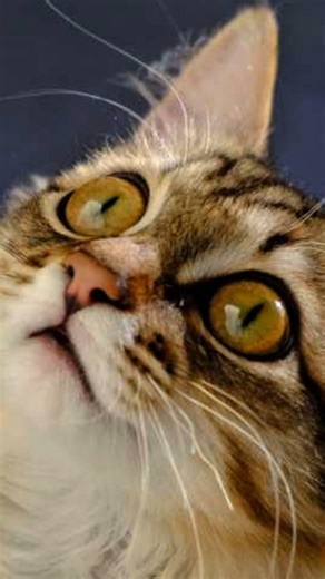 Your Cat Purrs Because It Feels Safe With You ❤️🐱