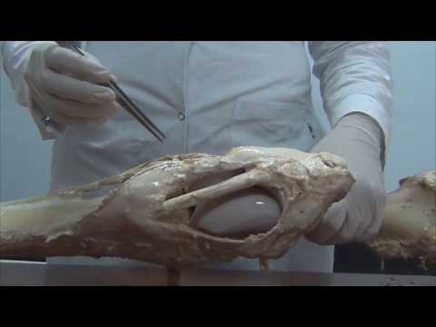 ARTICULACION FEMOROTIBIOROTULIANA