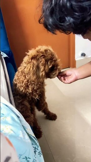 Toy Poodle Puppy Training – First Commands #ToyPoodle #PoodlePuppy #puppytraining