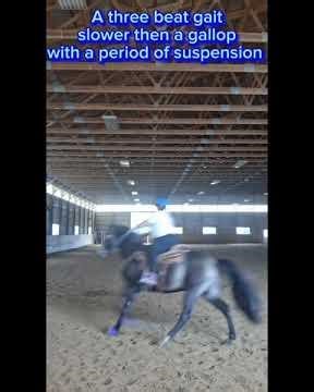 Riding lesson 1 the way horses move #fyp