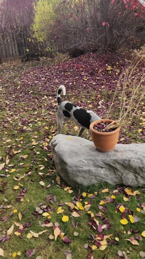 Our friend Woody out in Montana used our training program to learn to find Morels! #moreldogs #morelhunting #morelmushrooms