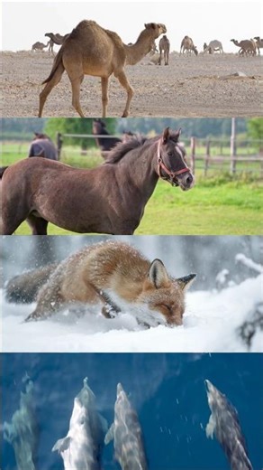 Can You Guess THESE National Animals ? 🤯 T-Series FINALE! #Shorts