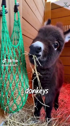 Explore Our Cozy Donkey Stables for Tiny Donkeys